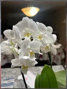 Photo from the memorial gallery of Thomas Schemmel